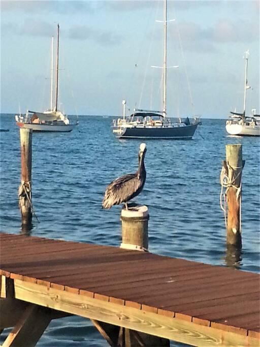 Caribbean Splendor With Million Dollar Views Villa Christiansted Exteriör bild
